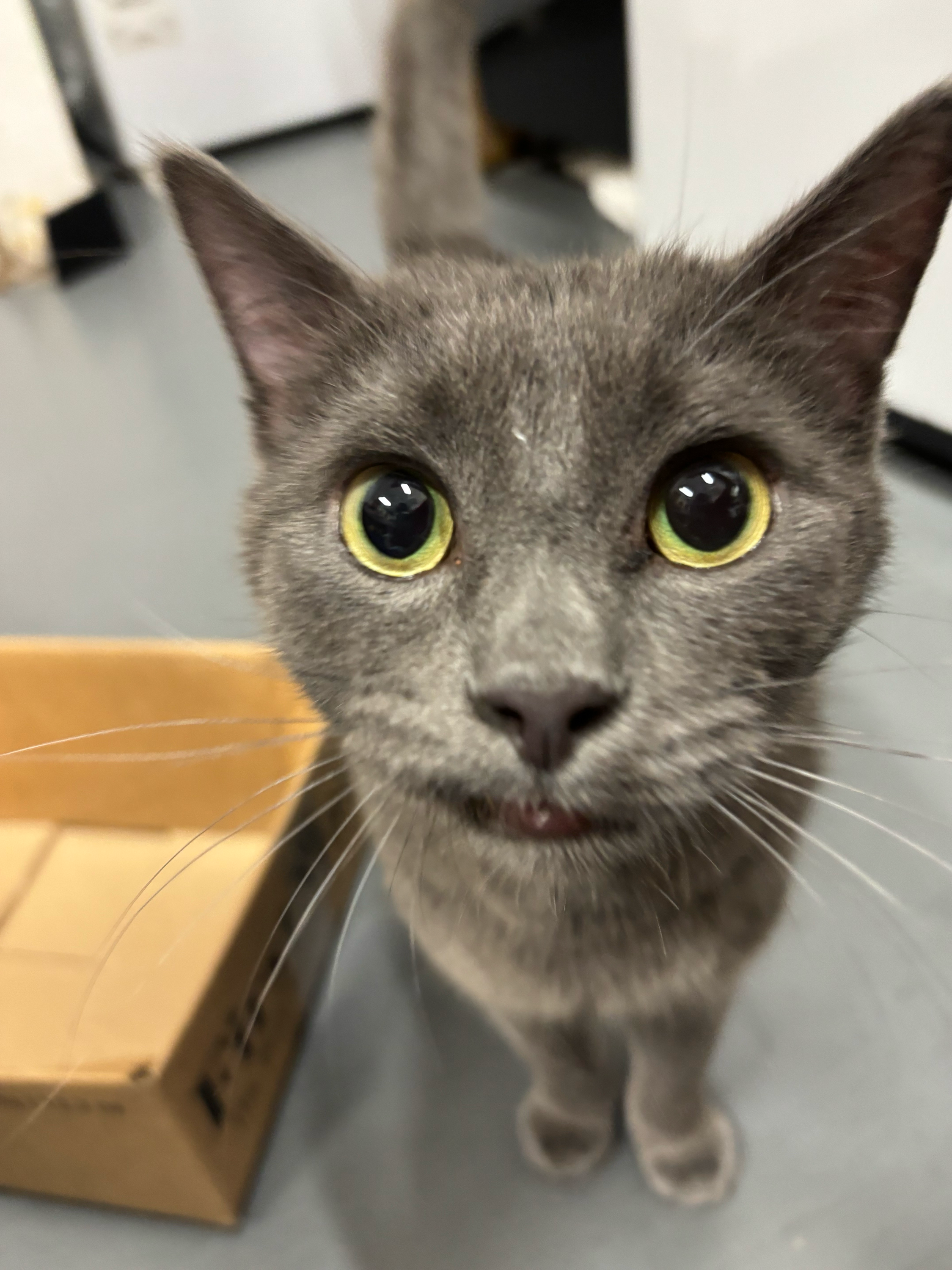 Lance - Adopted