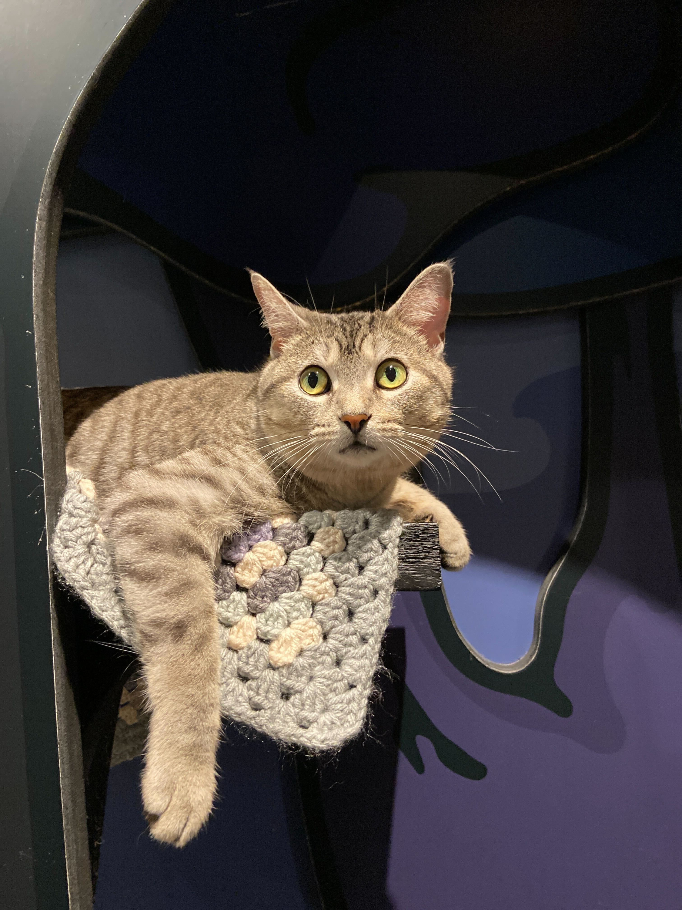 Mayble - Adopted