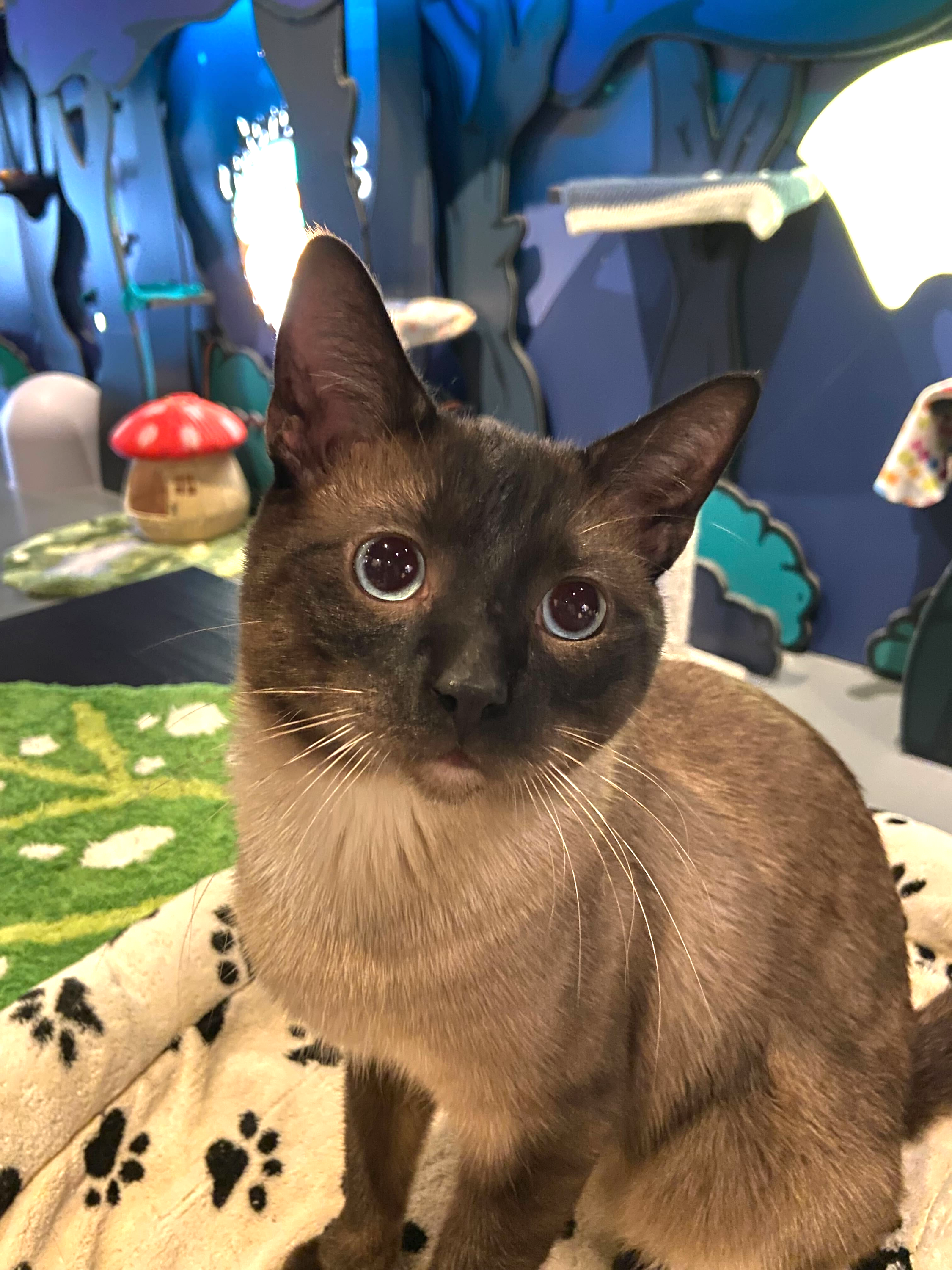 Hershey - ADOPTED