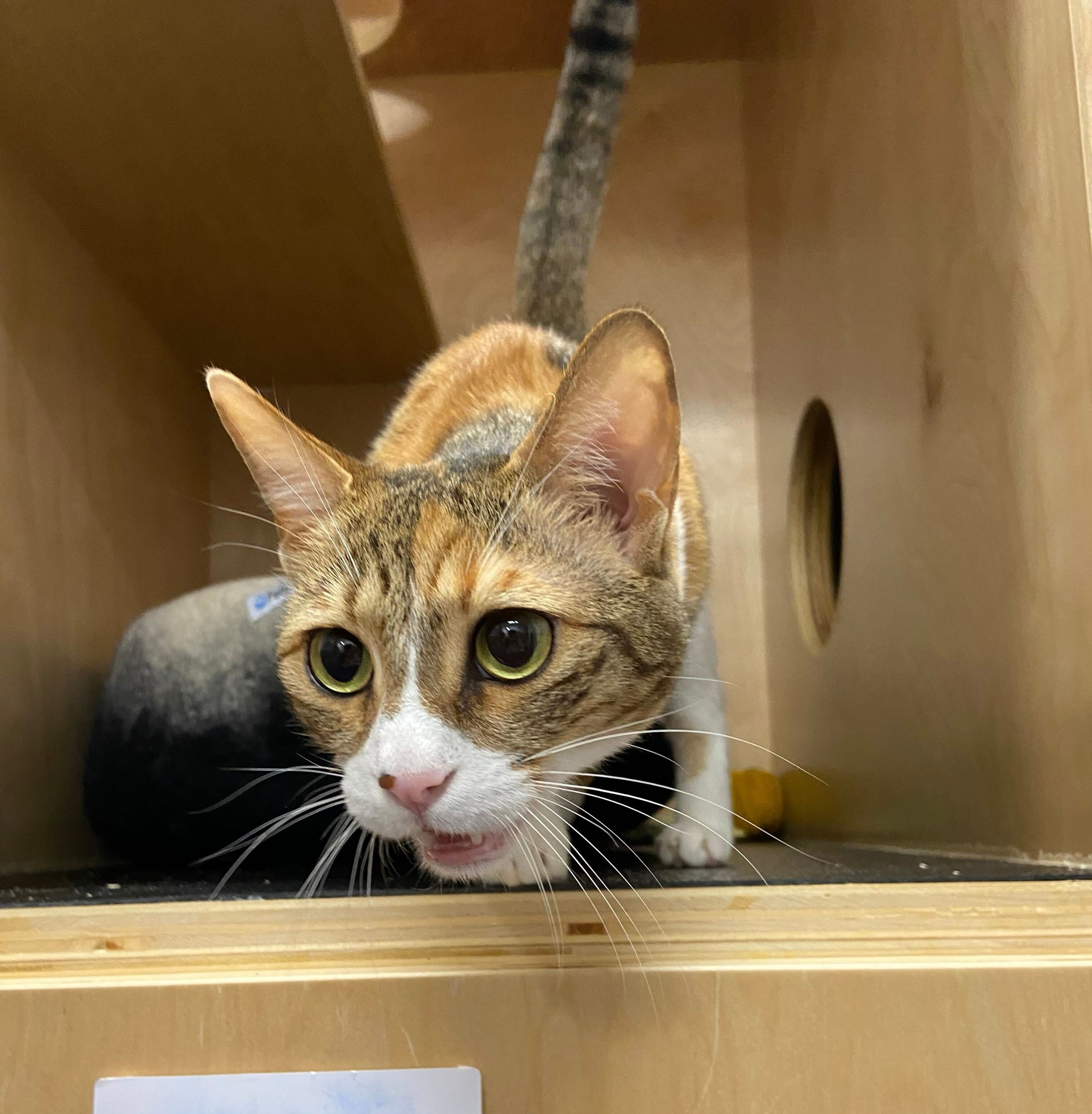 Trinity - Adopted