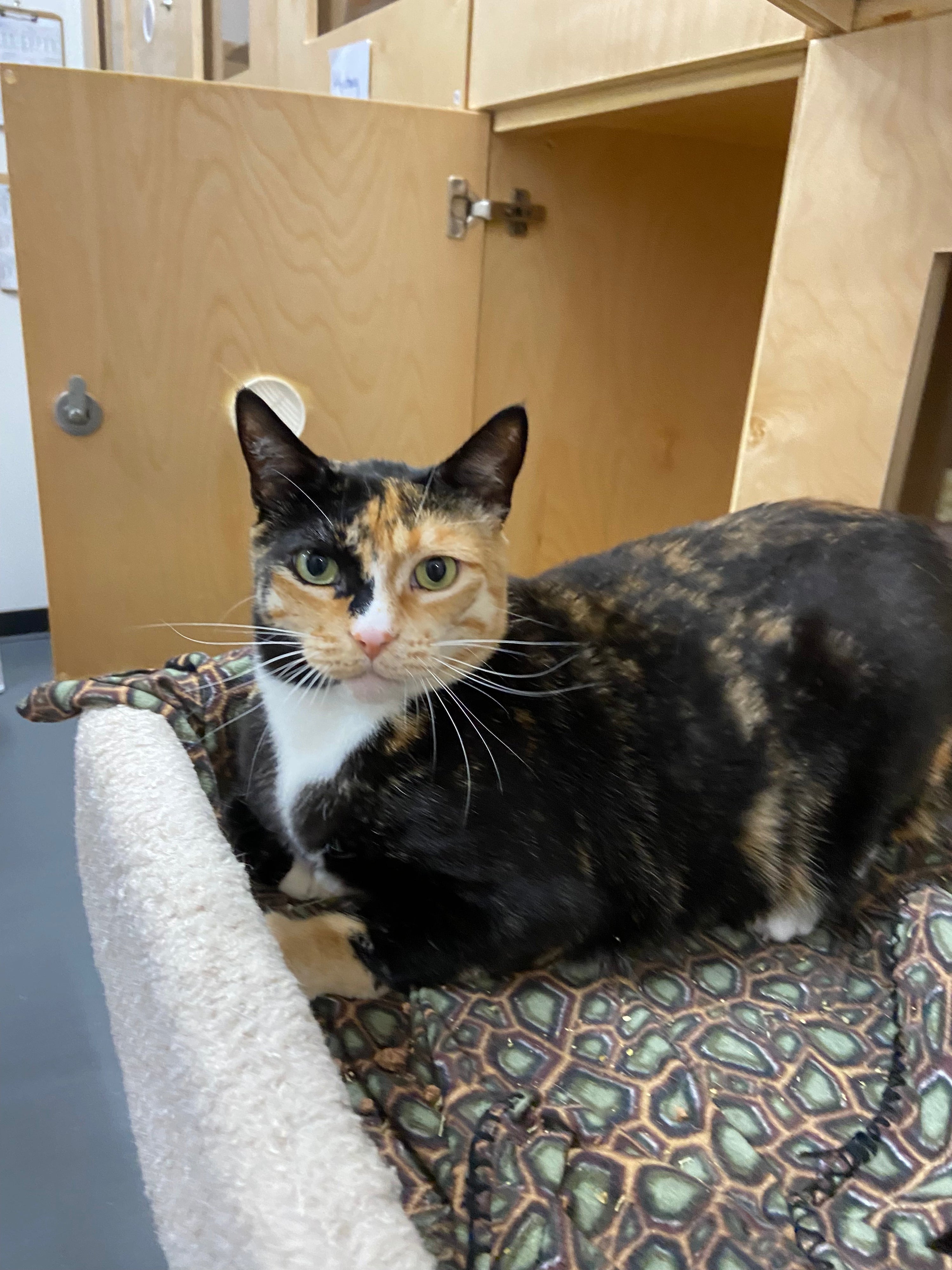 Kato Mama - Adopted