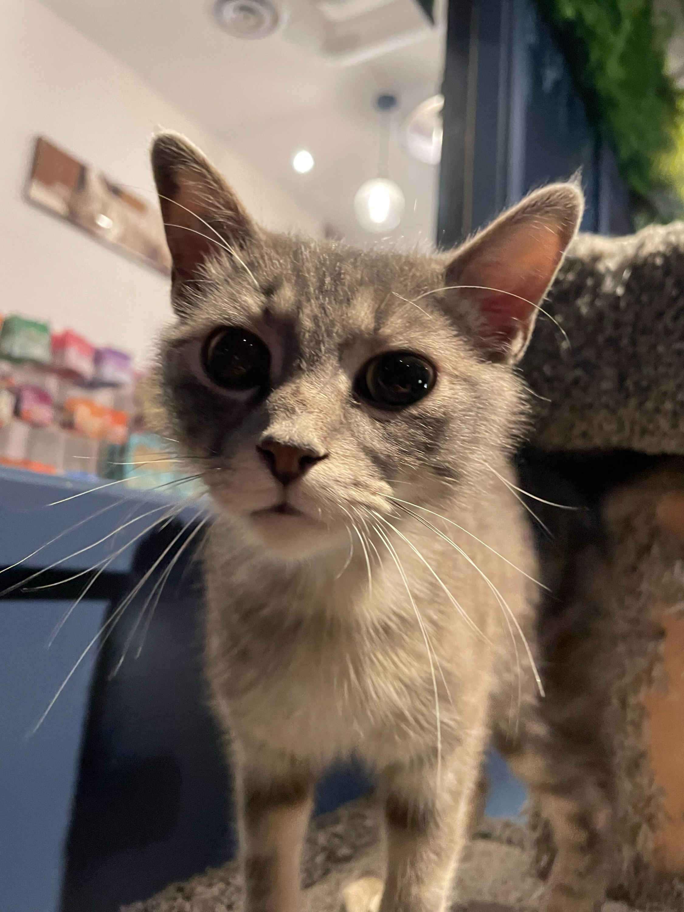 Preston - Adopted