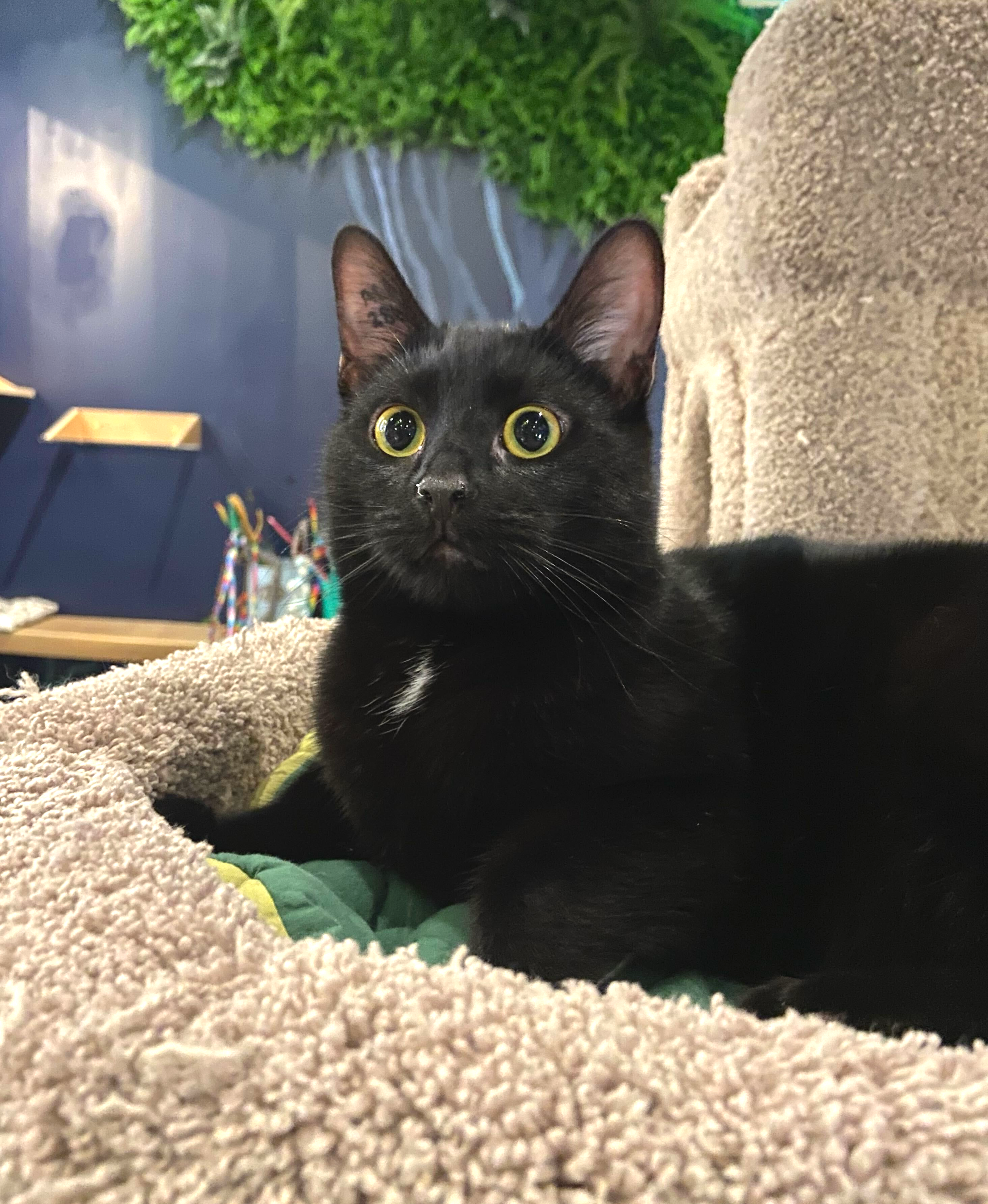 Sploinky - Adopted