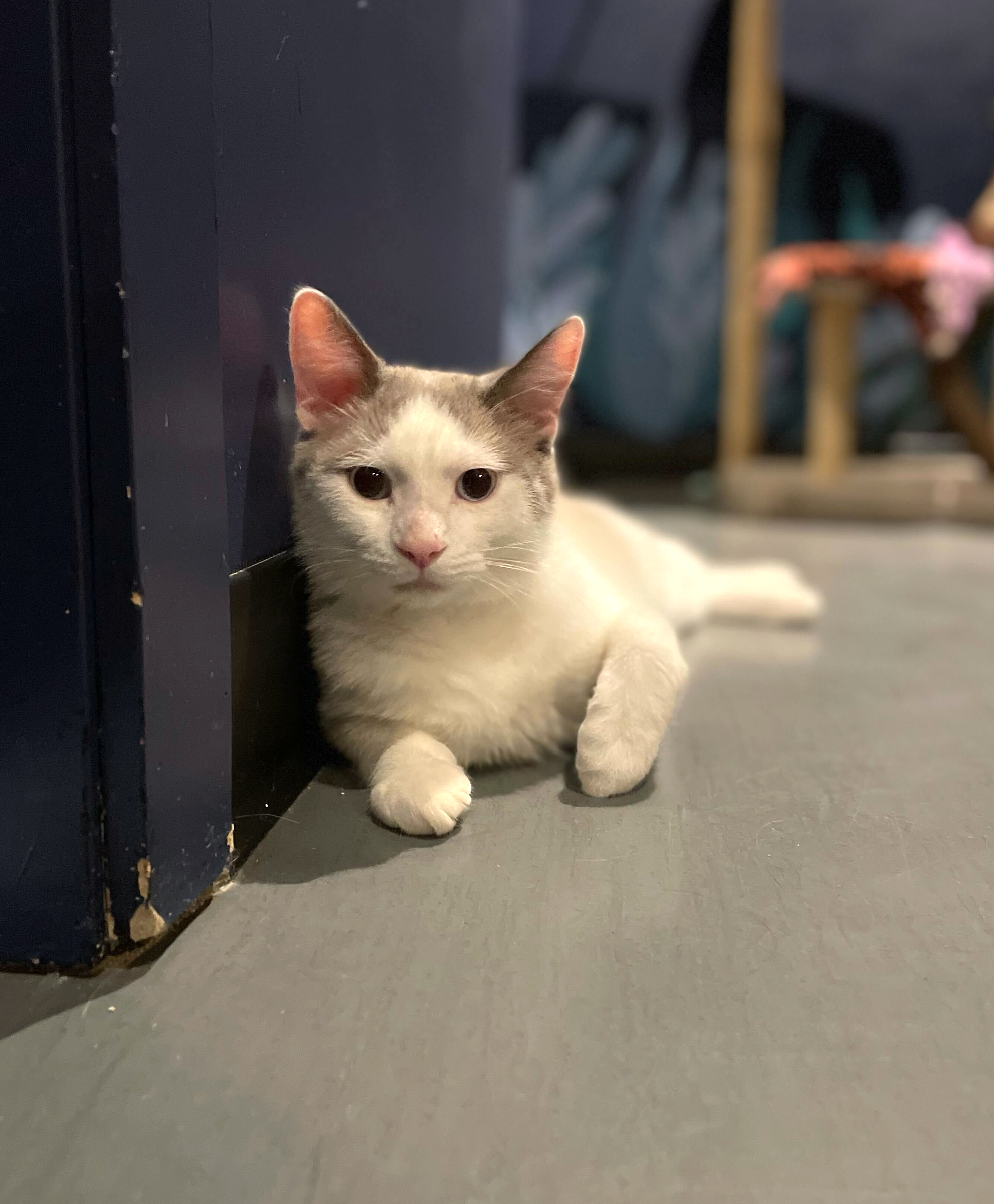 Ham - Adopted
