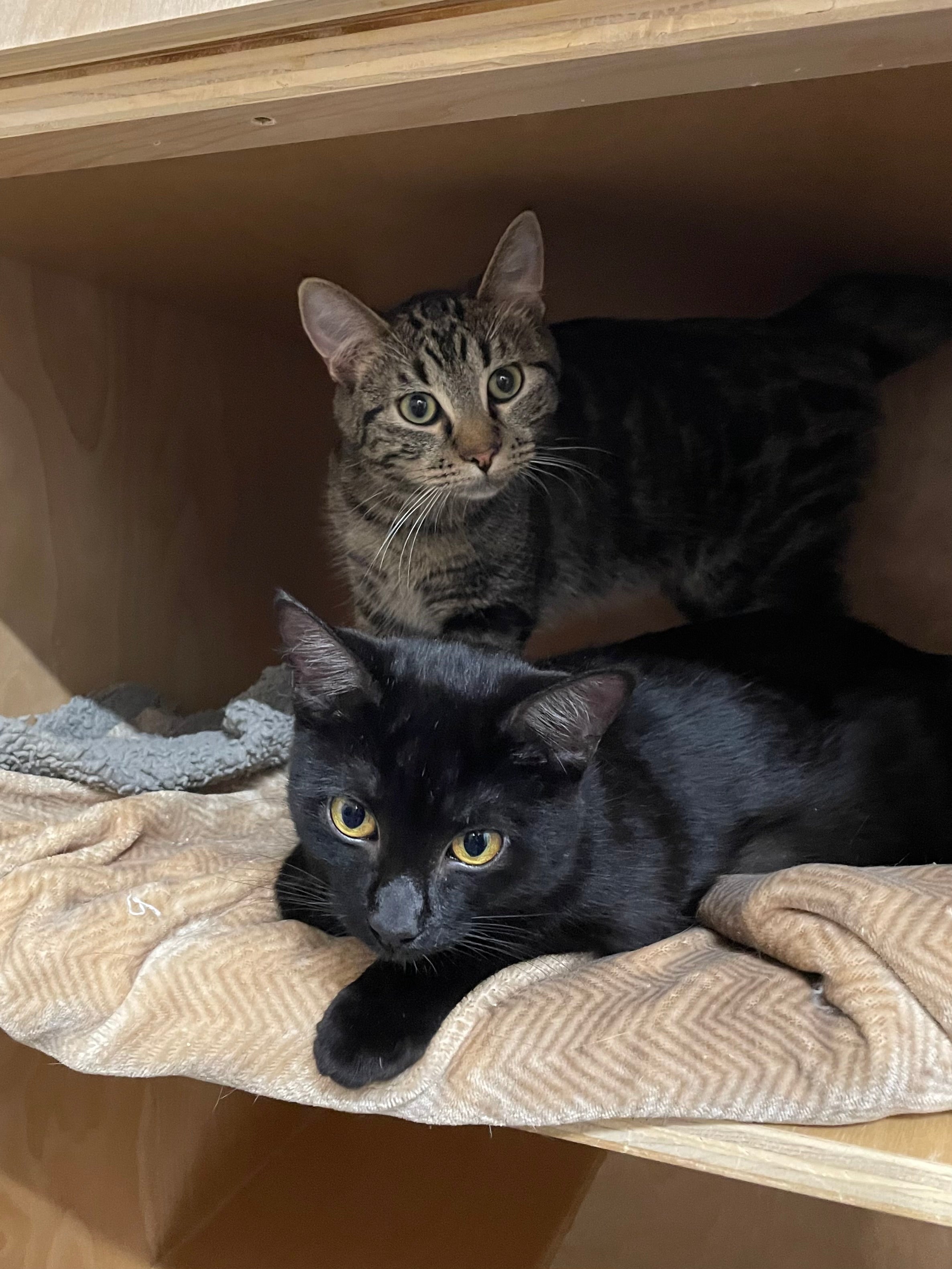 Oasis & Theo - Adopted