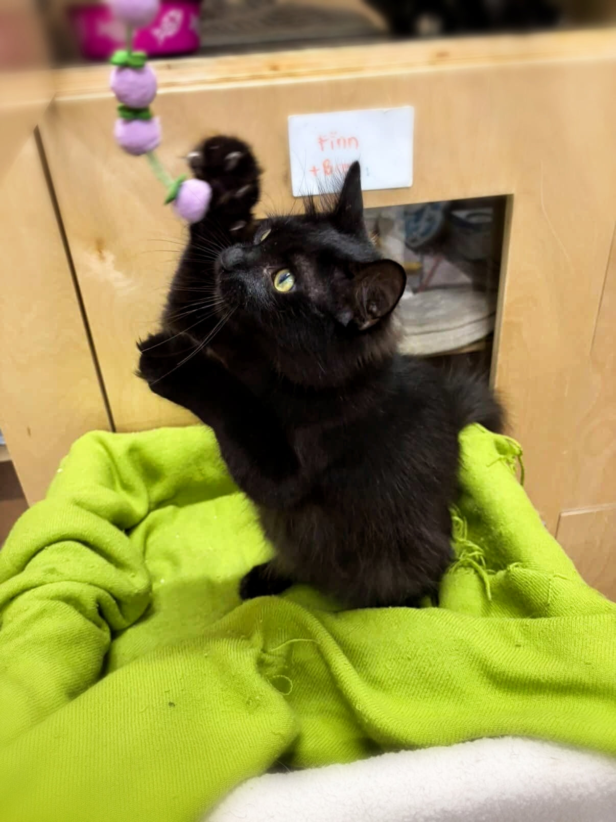 Coco - Adopted