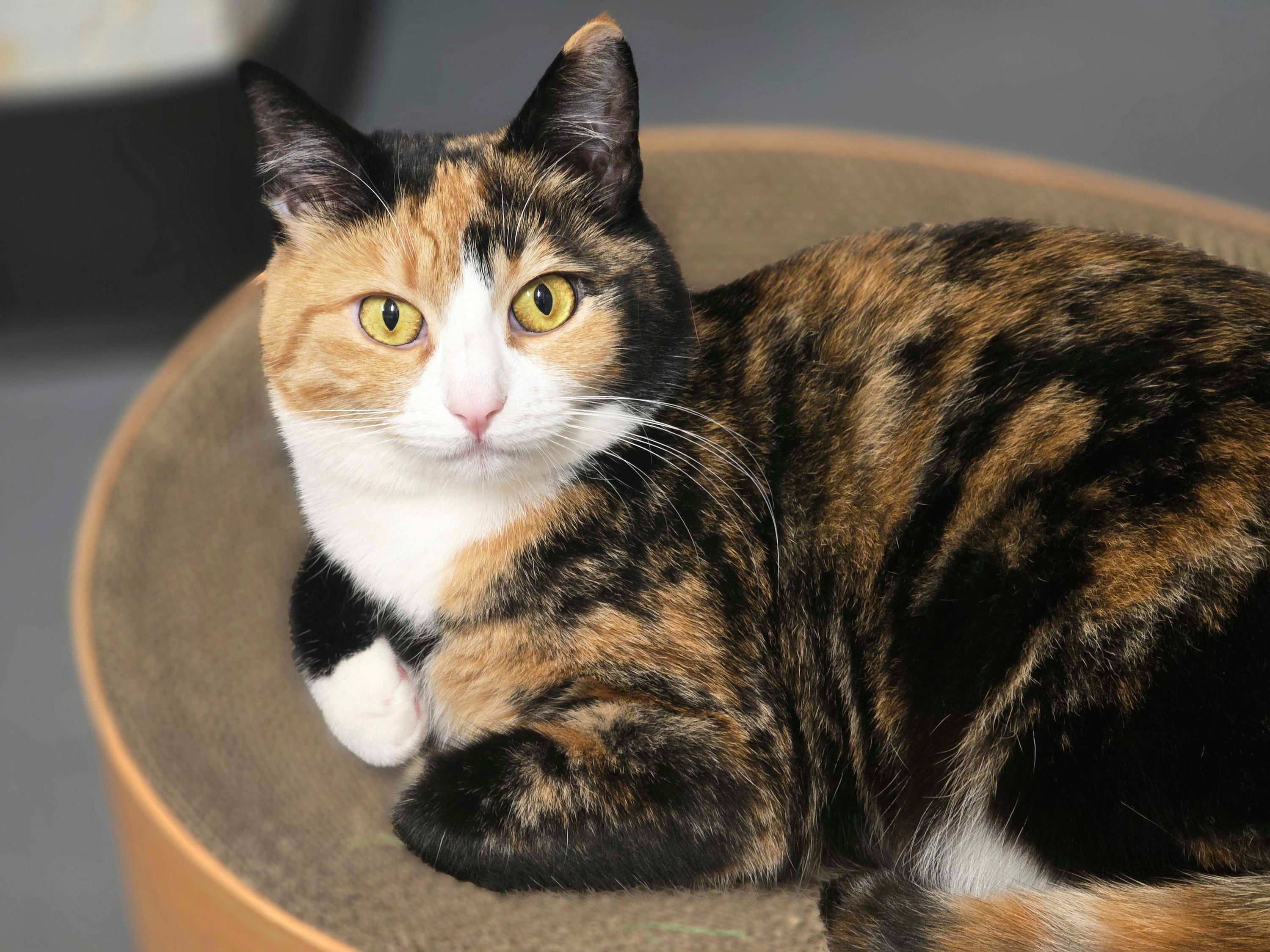 Princess Fiona - Adopted