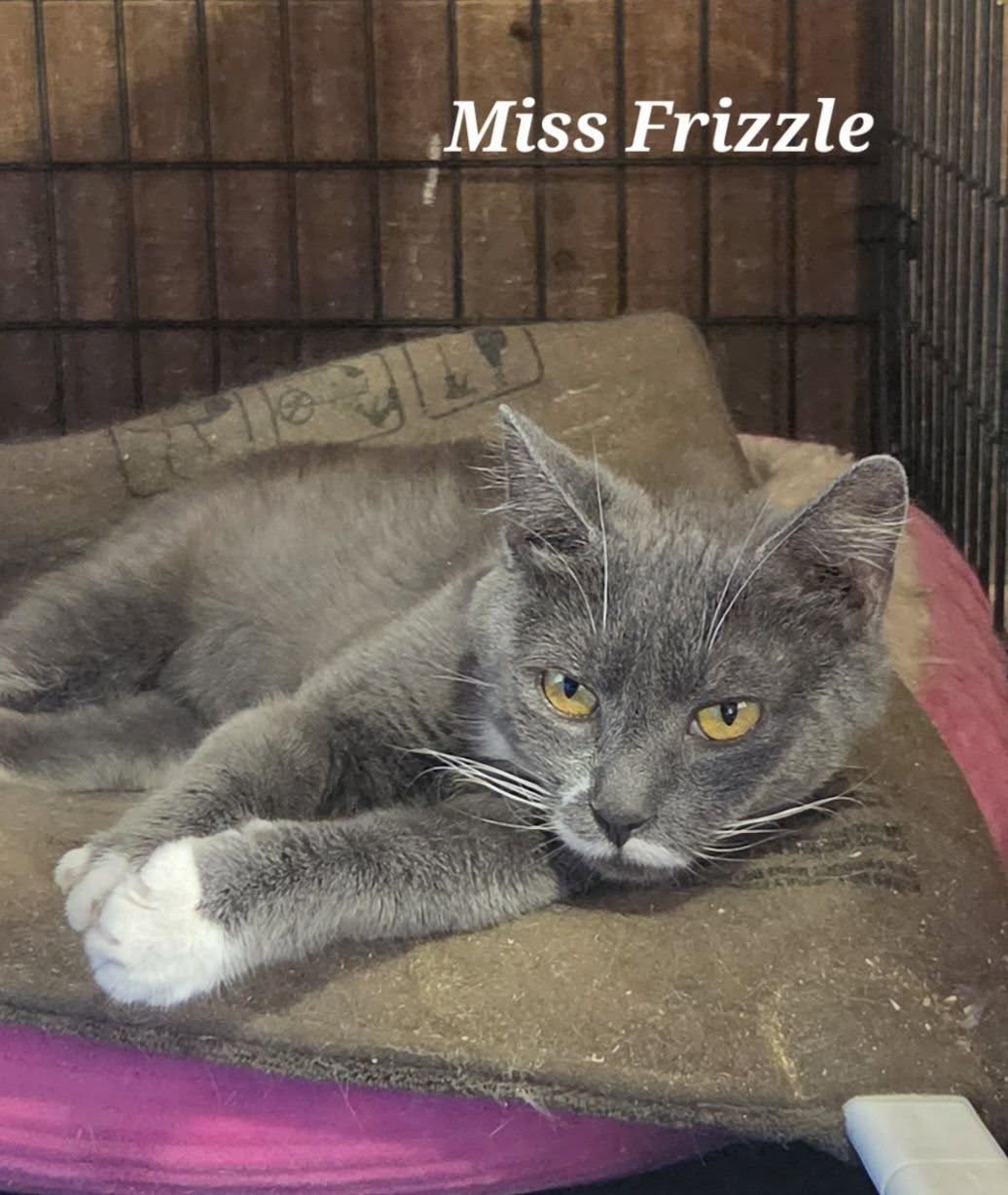 Ms. Frizzle