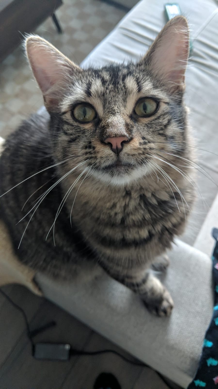 Colin - Adopted