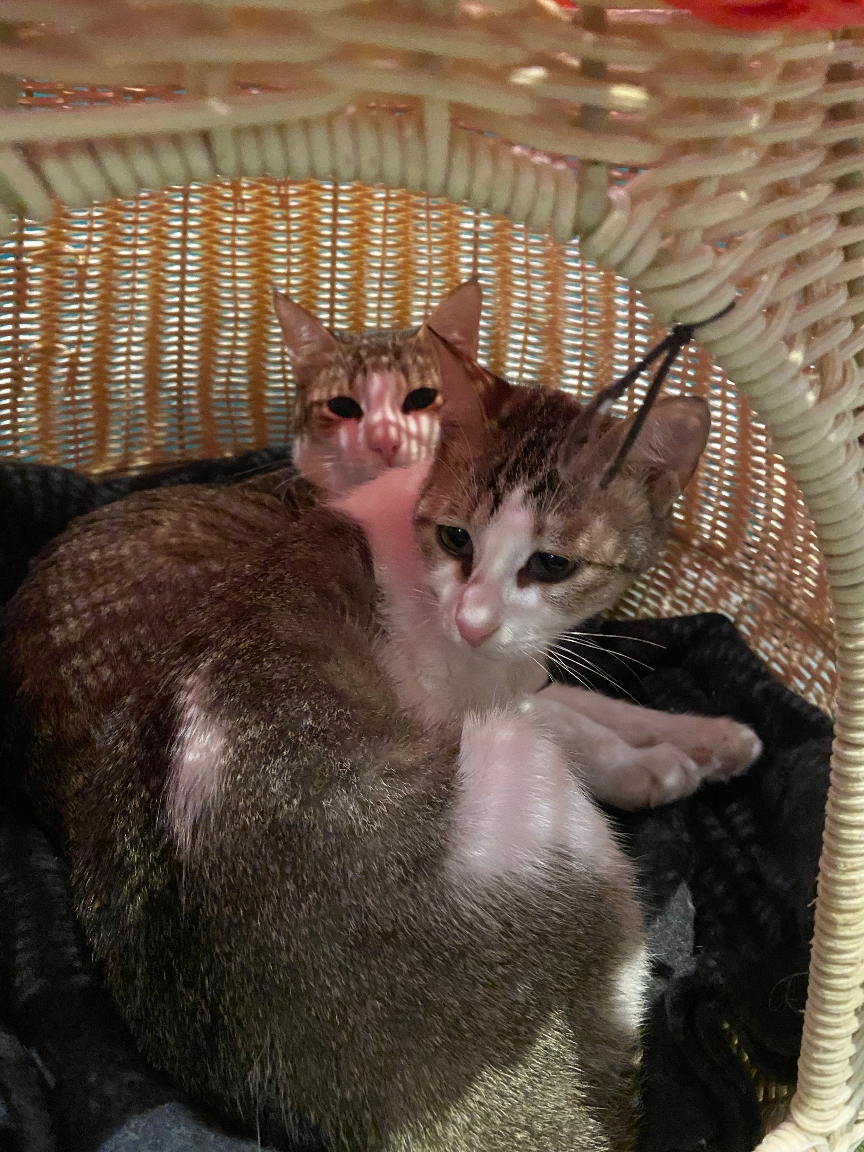 Hattie & Teddy