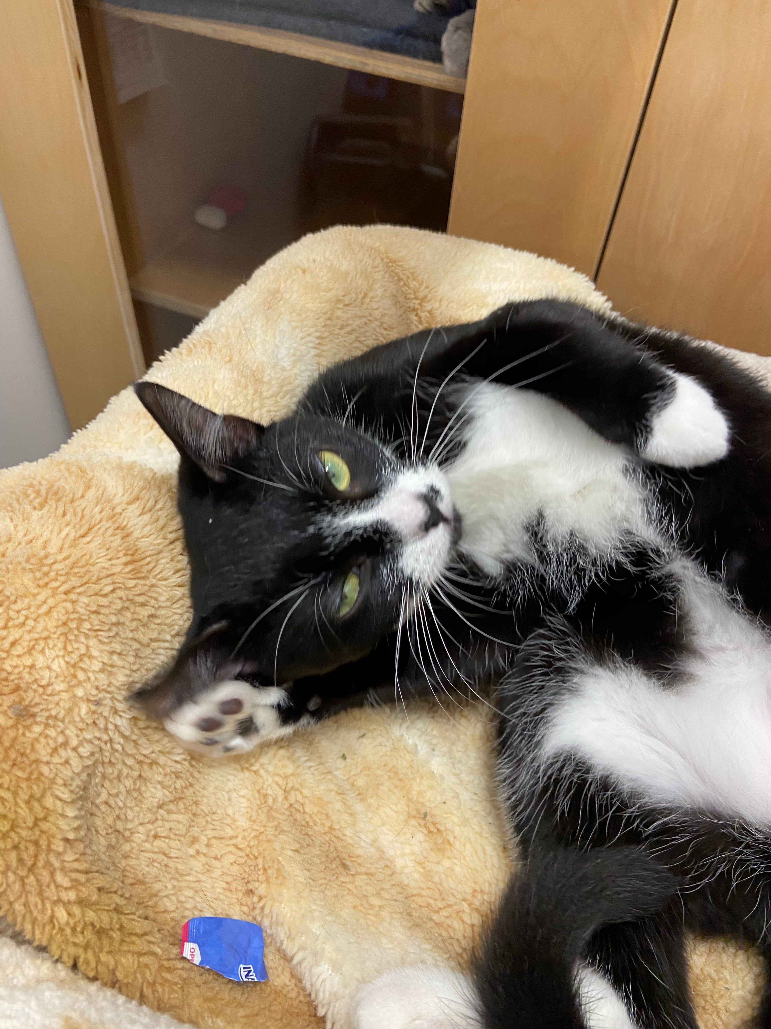 Rain - Pending Adoption