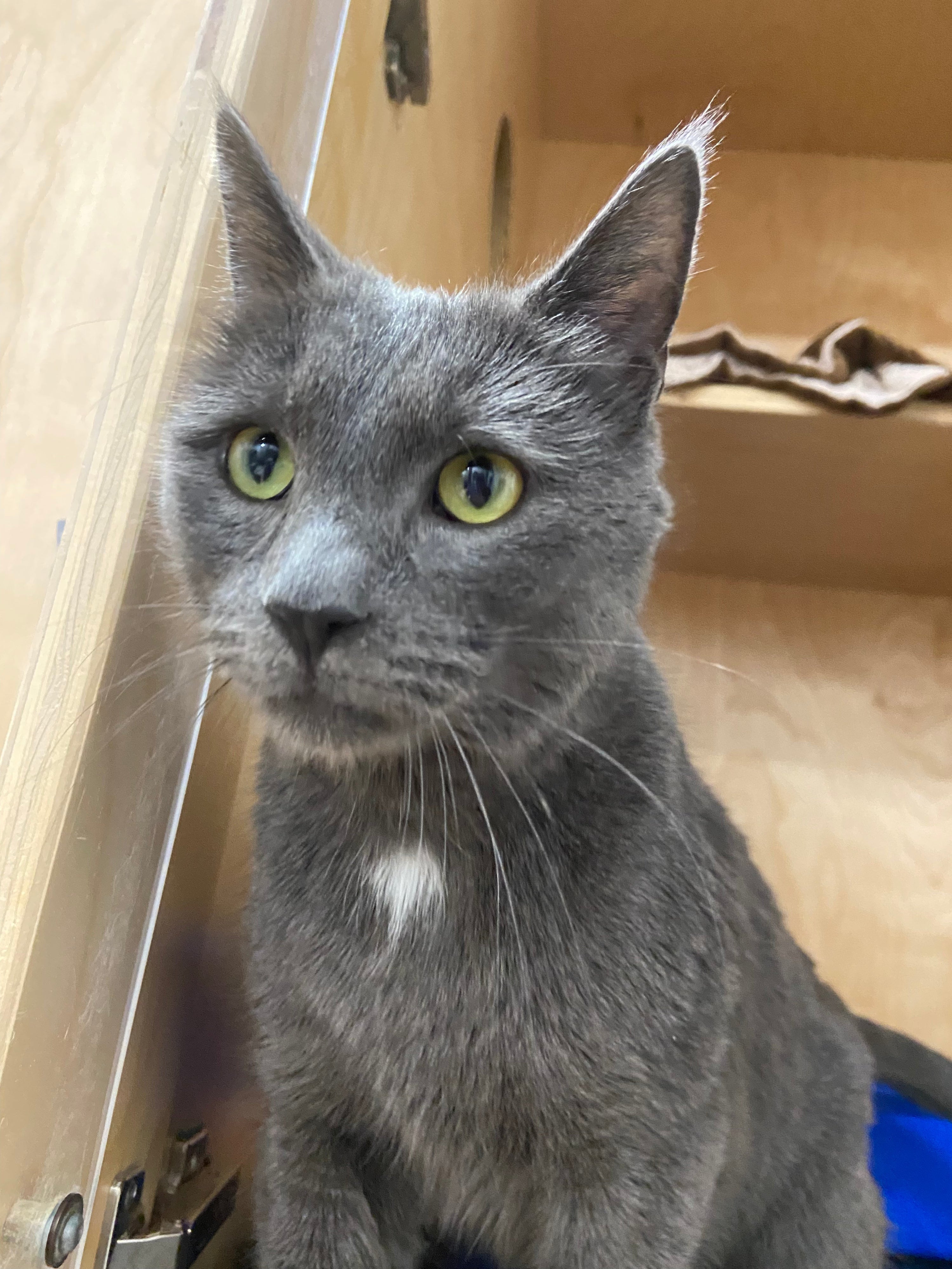 Mitsy Bitsy - Adopted