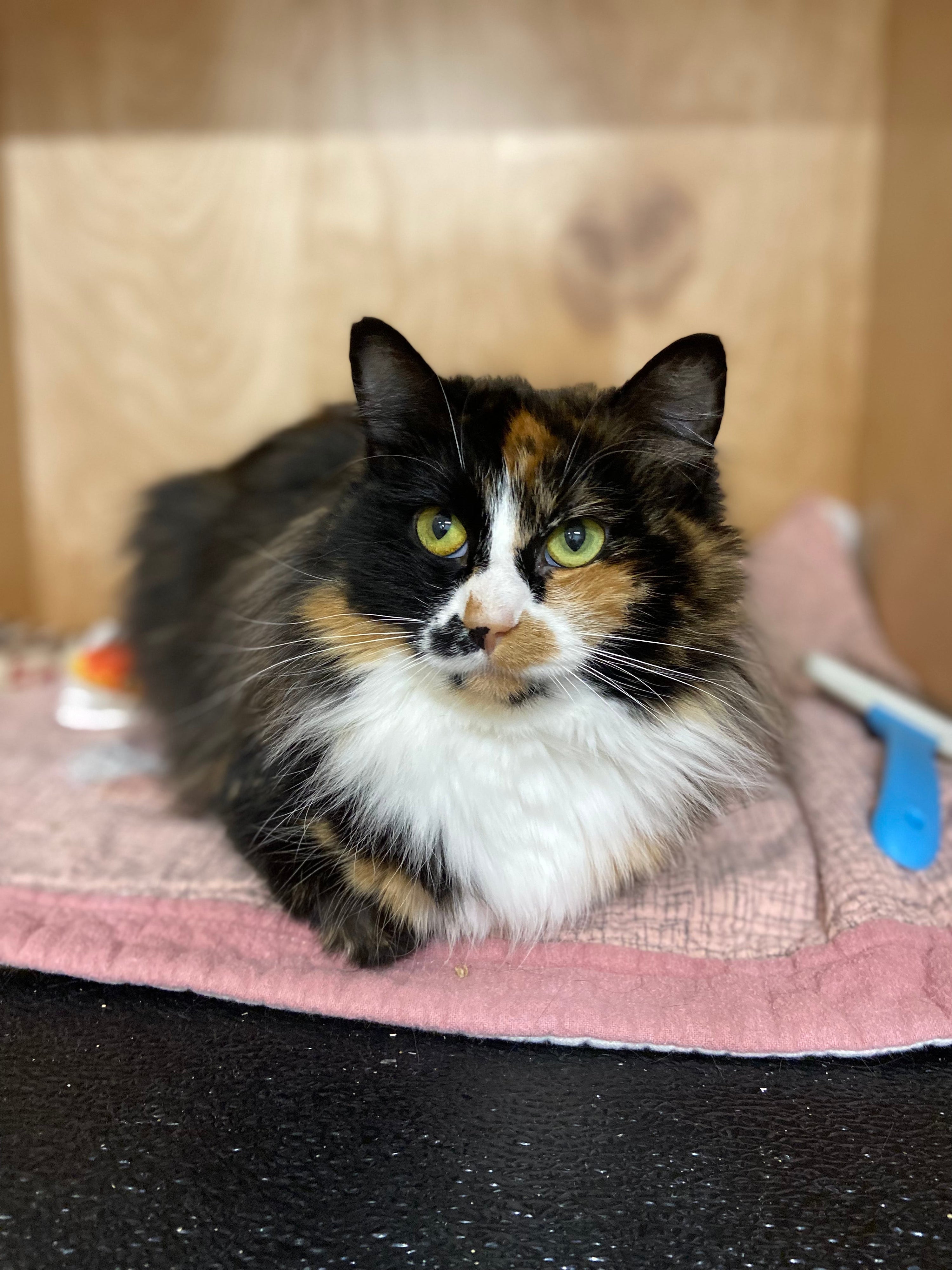 Lunalicious - Adopted