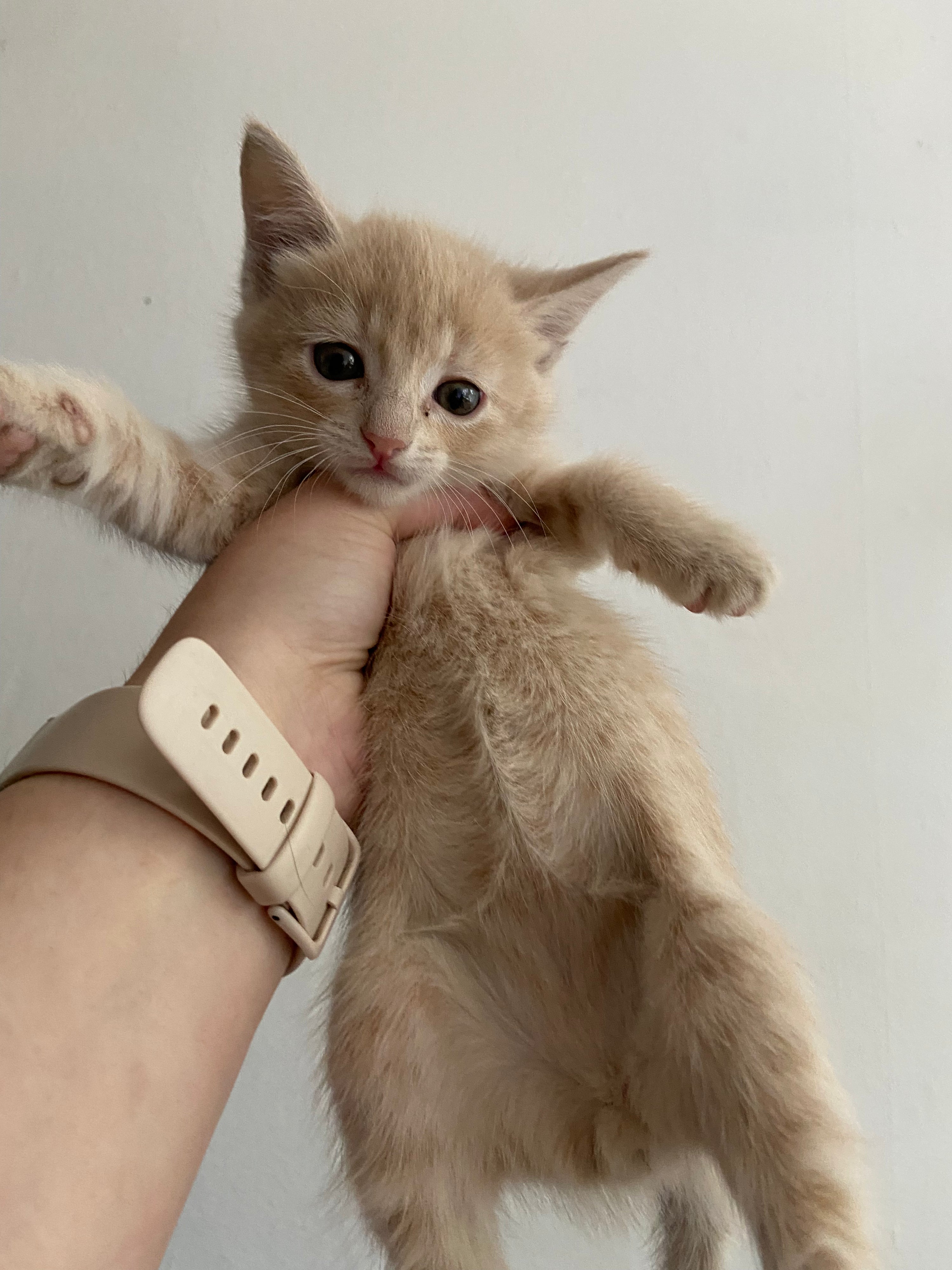 Help Maple & Her 4 Kittens