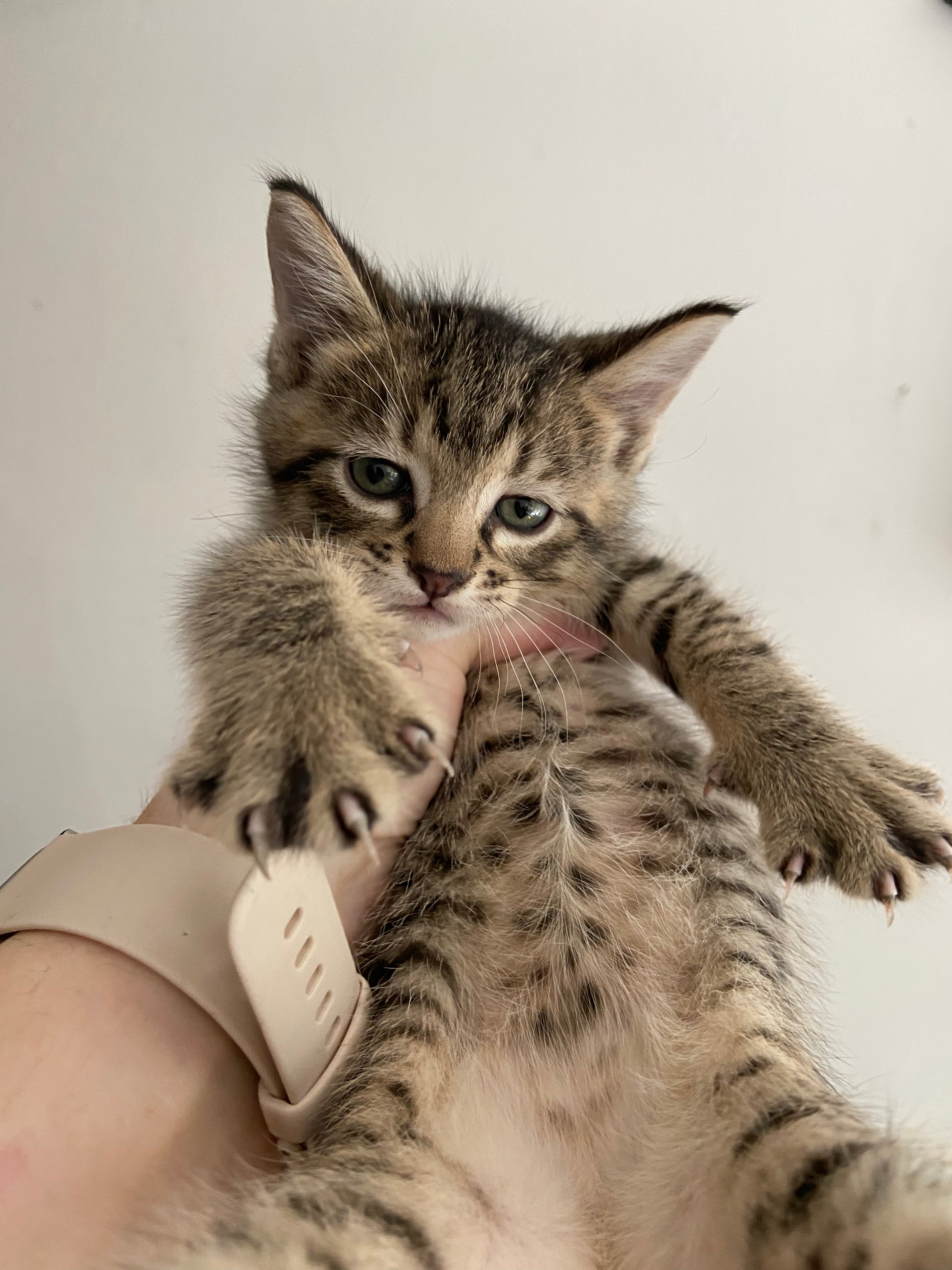 Help Maple & Her 4 Kittens